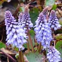Synthyris (Veronica) missurica subsp. stellata